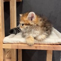 横を向く猫