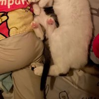 ぐっすり眠る4歳児に寄り添う猫2匹