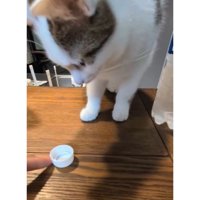 ペットボトルの蓋で遊ぶ猫