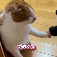 前脚を掴まれる猫（やめてっ）