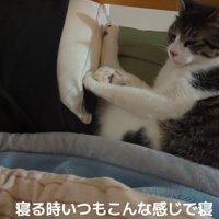ベッドに寝そべる猫