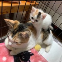 成猫の上に乗る子猫