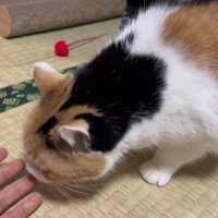 飼い主さんの手を再確認するミケ