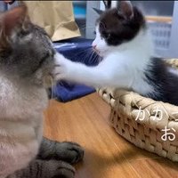 先住猫にパンチする子猫2