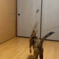 着地する猫