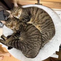 猫ベッドで横になるカメラ目線の猫