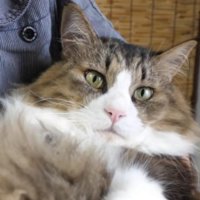 穏やかな表情を浮かべる猫の顔