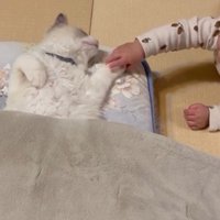 寝そべっている猫と猫の手を触っている赤ちゃん