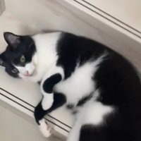 寝転がる猫