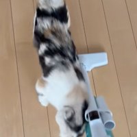 掃除機に背中をこすりつける三毛猫