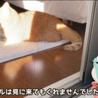 部屋の奥に戻っていく茶トラ猫