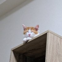 目を閉じてリラックスする猫