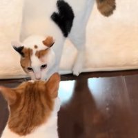 もう一匹の猫に近づく猫