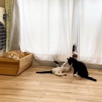 寝ている茶トラ猫とじゃれ合う白黒猫