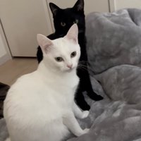 こっちを見る猫