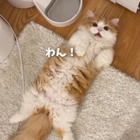 「わん」と鳴く子猫
