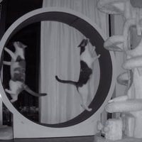キャットホイールで立つ2匹の猫