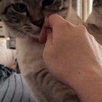 指を見つめる猫