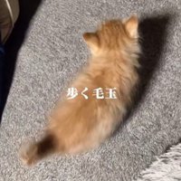子猫の後ろ姿