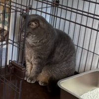 ケージの中にいる猫