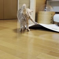 爪が引っかかって