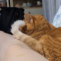 飼い主の足からしっぽを退かす猫