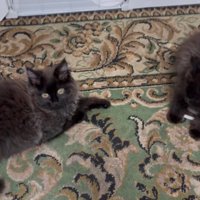 室内にいる猫たち