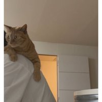 抱かれている猫