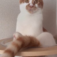 ボウルの中に入る猫