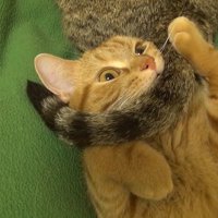 尻尾を甘噛み