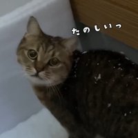 たのしいっ