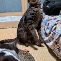キジ白猫にパンチをされて前足を浮かせるキジトラ猫