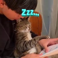 男の子の膝の上で目を閉じる猫