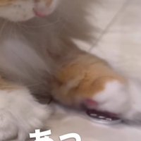 コインに手をのせる猫