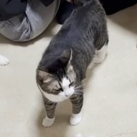 猫が立ち上がった瞬間
