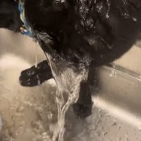 水を浴びる猫の写真2