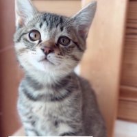 座っている子猫