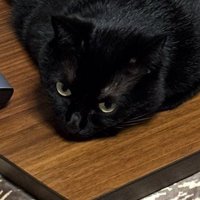 こたつの上で寝そべる猫の顔