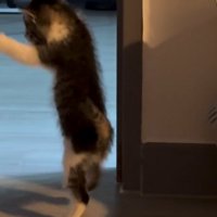 飛び掛かる子猫