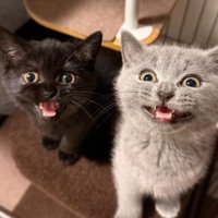ケージにいる猫