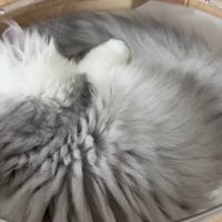 眠るしろがね丸くん