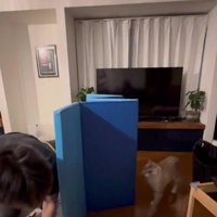 遊んでいる猫とパパさん