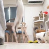 室内にいる猫たち