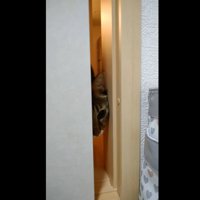 ふすまのすき間から覗く猫