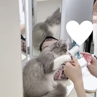 飼い主さんの手に触れる猫の写真1