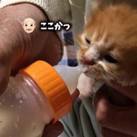 哺乳瓶でミルクを飲む子猫