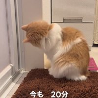 下を向く猫