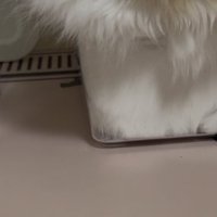 ケースに入った猫の体