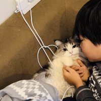 お兄ちゃんに謝られるマンチカン