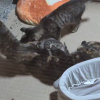 成猫の近くに集まる子猫たち